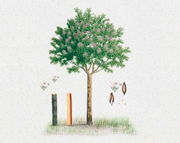 Illustration eines Chinarindenbaums mit Rinde und Blüten.